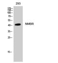 Western Blot analysis of 293 cells using NMBR Polyclonal Antibody