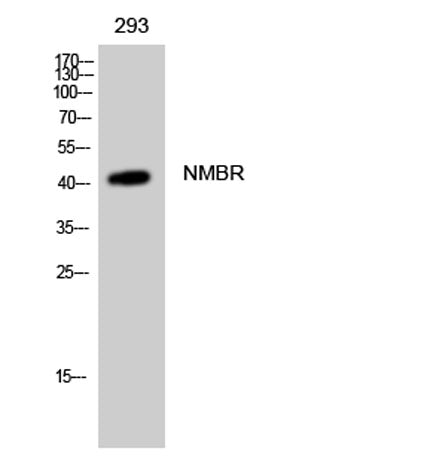 Western Blot analysis of 293 cells using NMBR Polyclonal Antibody