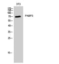 PABP3 rabbit pAb – Figure 1 of 3