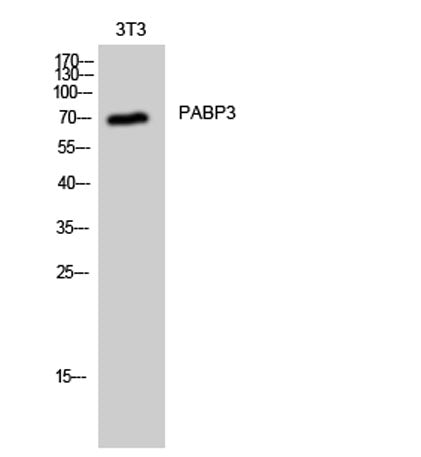 PABP3 rabbit pAb – Figure 1 of 3