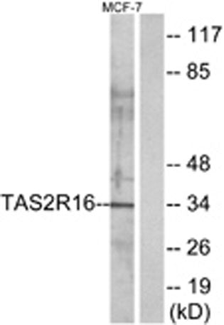 T2R16 rabbit pAb – Figure 1 of 1