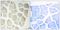 NKIAMRE rabbit pAb – Figure 1 of 1