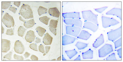 NKIAMRE rabbit pAb – Figure 1 of 1
