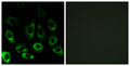 S2P rabbit pAb – Figure 1 of 1