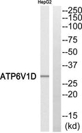 Western blot analysis of ATP6V1D Antibody. The lane on the right is blocked with the ATP6V1D peptide.