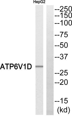 Western blot analysis of ATP6V1D Antibody. The lane on the right is blocked with the ATP6V1D peptide.