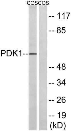 Western blot analysis of lysates from COS cells, using PDK1 Antibody. The lane on the right is blocked with the synthesized peptide.