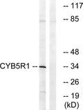 Western blot analysis of lysates from RAW264.7 cells, using CYB5R1 Antibody. The lane on the right is blocked with the synthesized peptide.