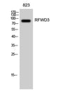 RFWD3 rabbit pAb – Figure 1 of 4