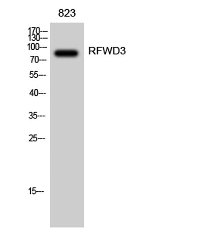 RFWD3 rabbit pAb – Figure 1 of 4