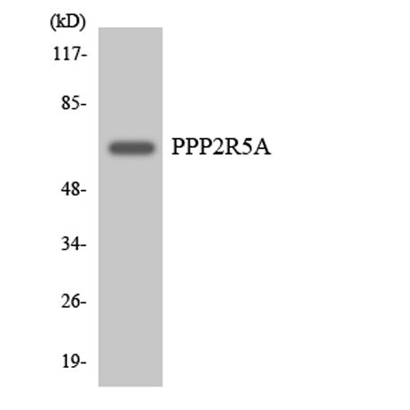 Western blot analysis of the lysates from HeLa cells using PPP2R5A antibody.