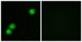 PKI β rabbit pAb – Figure 1 of 2