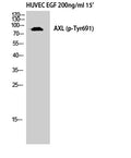 Axl (phospho Tyr691) rabbit pAb – Figure 1 of 3
