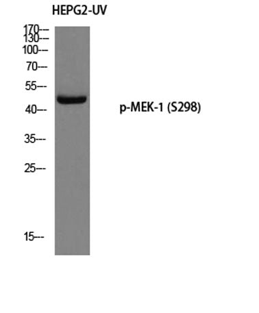 MEK-1 (phospho Ser298) rabbit pAb – Figure 1 of 3