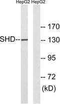 Western blot analysis of lysates from HepG2 cells, using SHD Antibody. The lane on the right is blocked with the synthesized peptide.