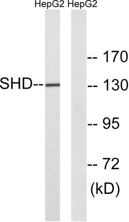 Western blot analysis of lysates from HepG2 cells, using SHD Antibody. The lane on the right is blocked with the synthesized peptide.