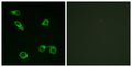 Immunofluorescence analysis of COS7 cells, using PE2R3 Antibody. The picture on the right is blocked with the synthesized peptide.