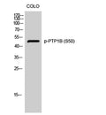 Western Blot analysis of COLO cells using Phospho-PTP1B (S50) Polyclonal Antibody diluted at 1:500
