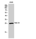 Rab 2A rabbit pAb – Figure 1 of 2