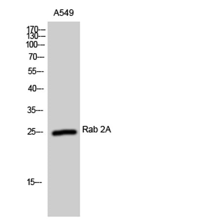 Rab 2A rabbit pAb – Figure 1 of 2