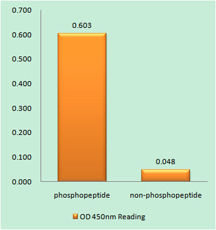 RARα (phospho Ser77) rabbit pAb – Figure 1 of 3