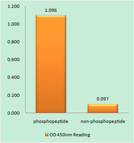 Enzyme-Linked Immunosorbent Assay (Phospho-ELISA) for Immunogen Phosphopeptide (Phospho-left) and Non-Phosphopeptide (Phospho-right), using Retinoblastoma (Phospho-Thr821) Antibody