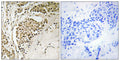 NOM1 rabbit pAb – Figure 1 of 1