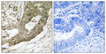 NUCKS rabbit pAb – Figure 1 of 1