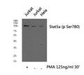 Stat5a (phospho Ser780) rabbit pAb – Figure 1 of 3