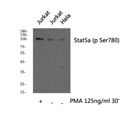Stat5a (phospho Ser780) rabbit pAb – Figure 1 of 3