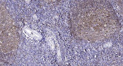 Claudin-5 rabbit pAb – Figure 1 of 1
