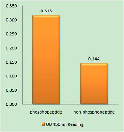 Enzyme-Linked Immunosorbent Assay (Phospho-ELISA) for Immunogen Phosphopeptide (Phospho-left) and Non-Phosphopeptide (Phospho-right), using TSC2 (Phospho-Tyr1571) Antibody