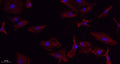 VEGF-A rabbit pAb – Figure 1 of 1