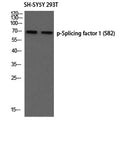 Western blot analysis of SH-SY5Y 293T using p-Splicing factor 1 (S82) antibody. Antibody was diluted at 1:500