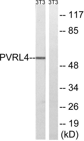 Western blot analysis of lysates from NIH/3T3 cells, using PVRL4 Antibody. The lane on the right is blocked with the synthesized peptide.