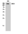 Western Blot analysis of 293 cells using SMC1 Polyclonal Antibody