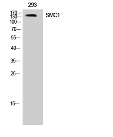 Western Blot analysis of 293 cells using SMC1 Polyclonal Antibody