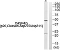 Western blot analysis of Caspase 4/5 (p20, Cleaved-Asp270/Asp311) Antibody. The lane on the right is blocked with the Caspase 4/5 (p20, Cleaved-Asp270/Asp311) peptide.