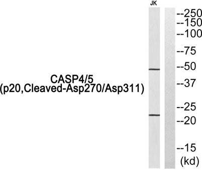 Western blot analysis of Caspase 4/5 (p20, Cleaved-Asp270/Asp311) Antibody. The lane on the right is blocked with the Caspase 4/5 (p20, Cleaved-Asp270/Asp311) peptide.
