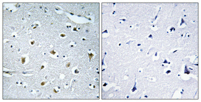 Immunohistochemical analysis of paraffin-embedded Human brain.