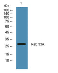 Western blot analysis of lysates from SH-SY5Y cells, primary antibody was diluted at 1:1000, 4°over night