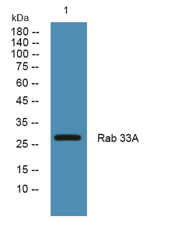 Western blot analysis of lysates from SH-SY5Y cells, primary antibody was diluted at 1:1000, 4°over night
