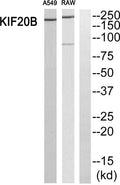MPP1 rabbit pAb – Figure 1 of 2