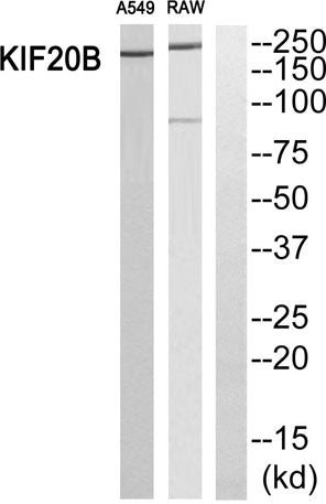 MPP1 rabbit pAb – Figure 1 of 2