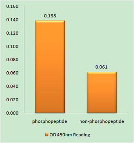 MDC1 (phospho Ser513) rabbit pAb – Figure 1 of 2
