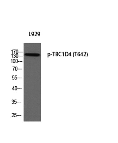 Western blot analysis of L929 using p-TBC1D4 (T642) antibody. Antibody was diluted at 1:2000