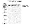 Western Blot analysis of NIH-3T3 K562 NIH-3T3 293T cells using NICE4 Polyclonal Antibody diluted at 1:500