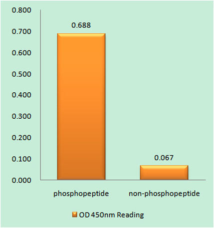 Enzyme-Linked Immunosorbent Assay (Phospho-ELISA) for Immunogen Phosphopeptide (Phospho-left) and Non-Phosphopeptide (Phospho-right), using CDC25B (Phospho-Ser353) Antibody