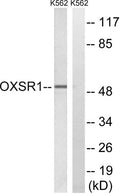 Western blot analysis of lysates from K562 cells, using OXSR1 Antibody. The lane on the right is blocked with the synthesized peptide.