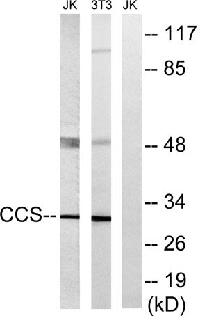 Western blot analysis of lysates from NIH/3T3 and Jurkat cells, using CCS Antibody. The lane on the right is blocked with the synthesized peptide.